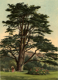 Cedrus