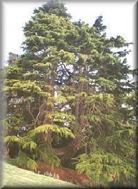 Cedrus libani
